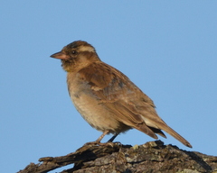 Gymnoris superciliaris