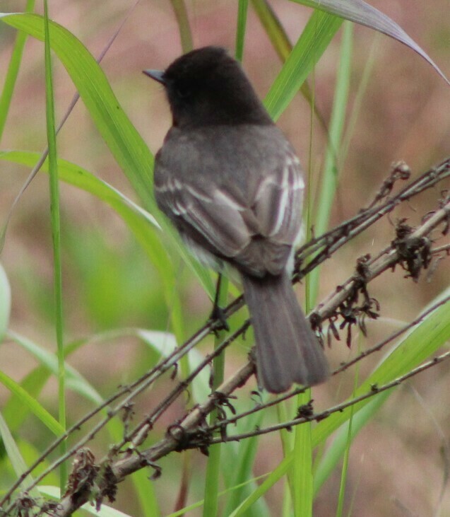 black-phoebe-from-point-loma-heights-san-diego-ca-usa-on-april-12