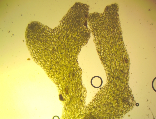 Riccardia latifrons ssp. latifrons