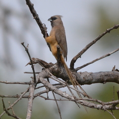 Colius striatus minor