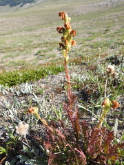 Pedicularis contorta