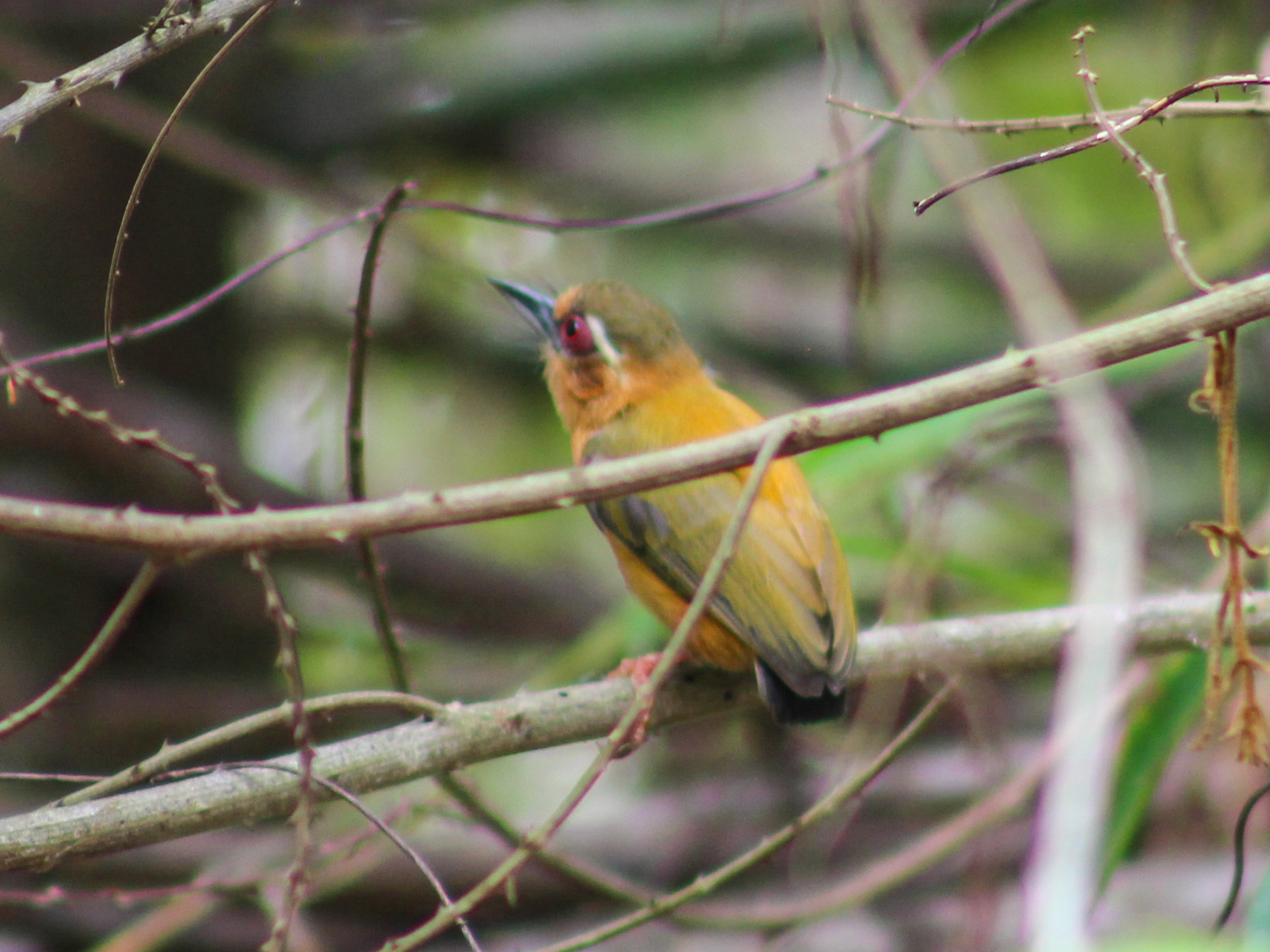 White-browed Piculet