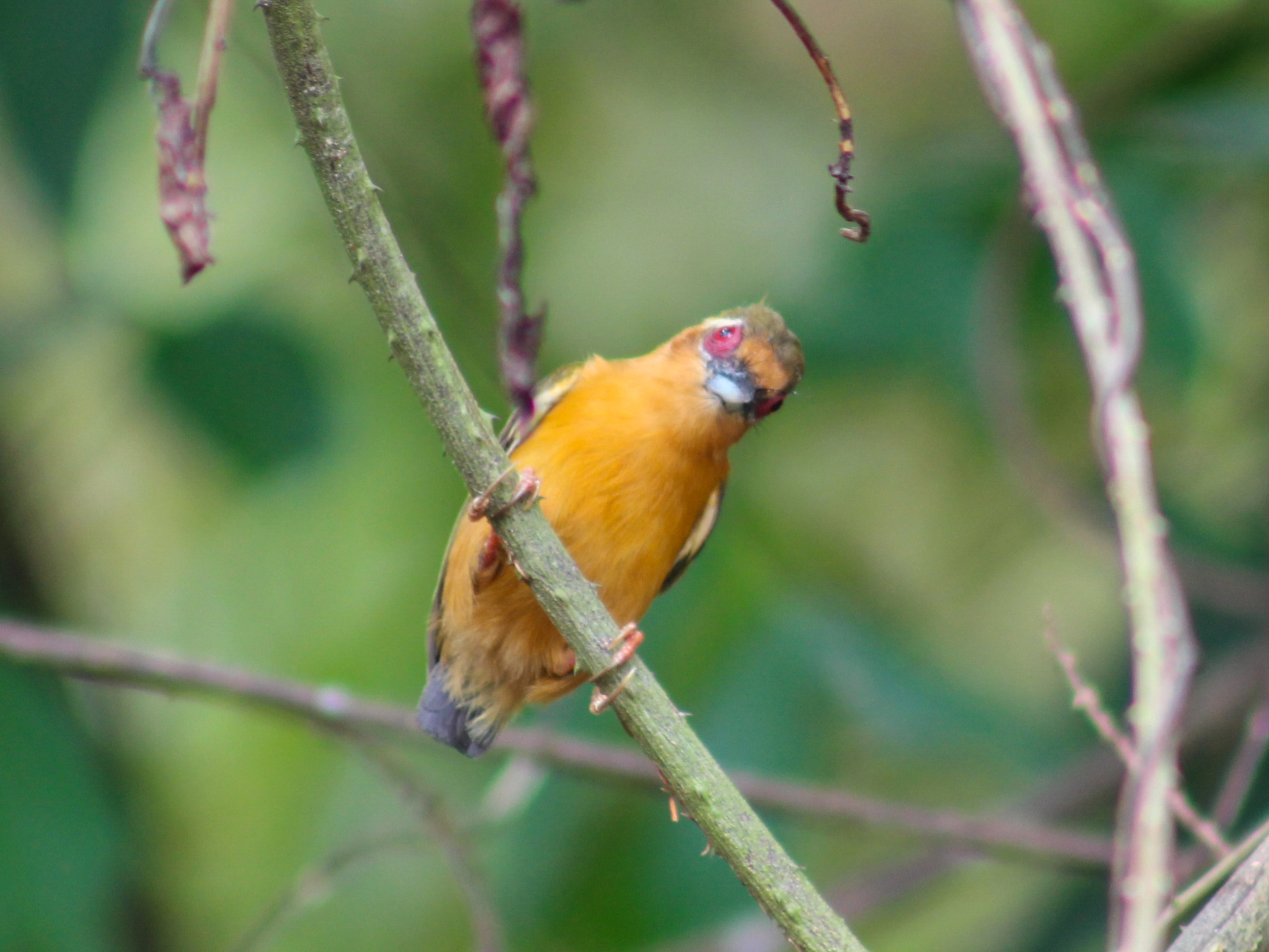 White-browed Piculet