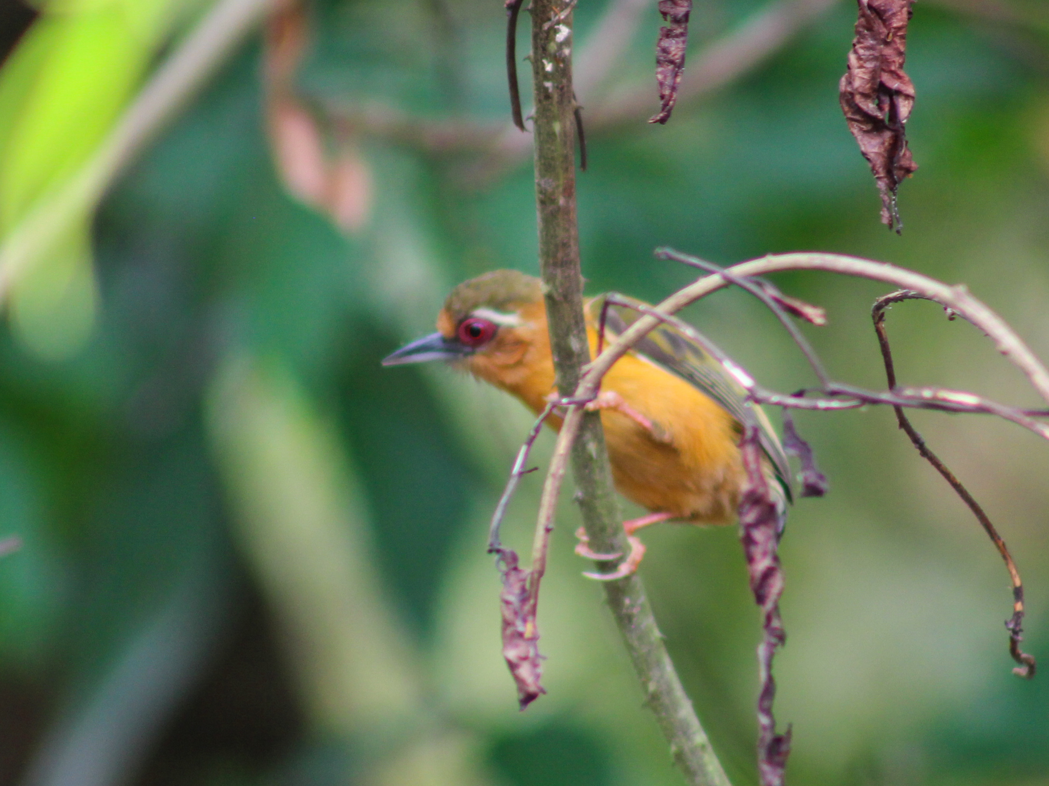 White-browed Piculet