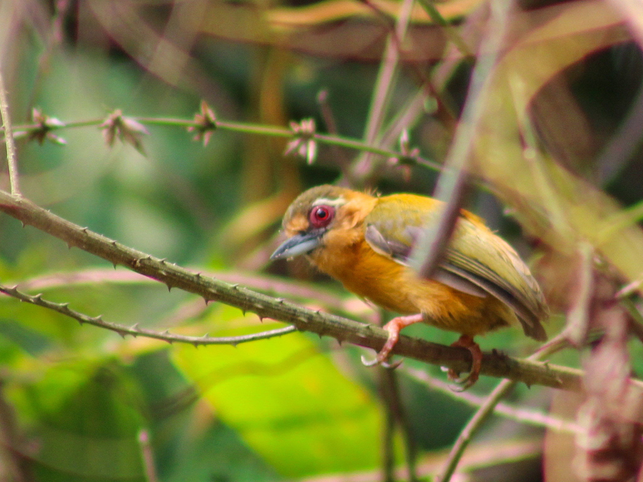 White-browed Piculet