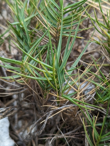 Sporobolus virginicus