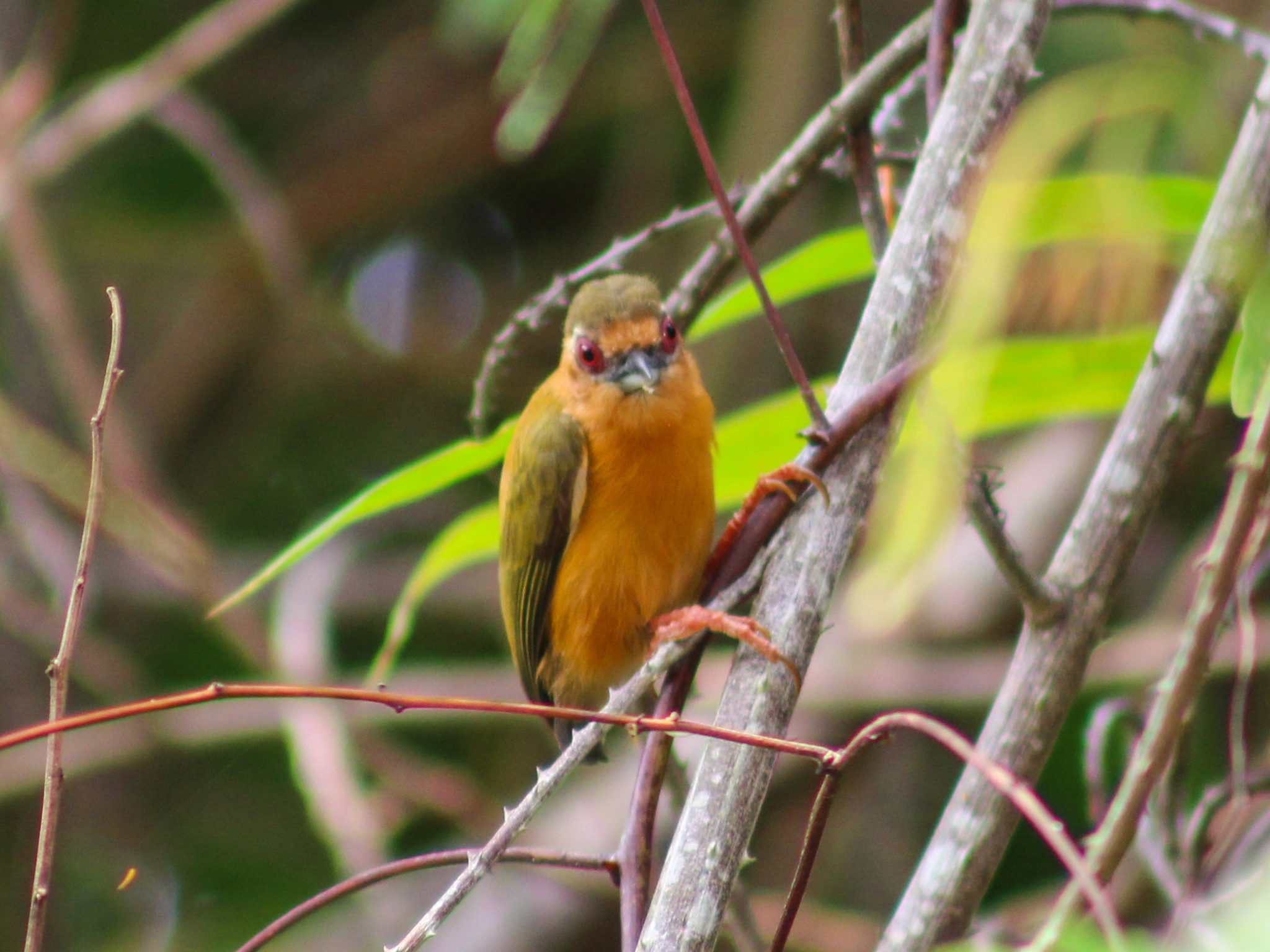 White-browed Piculet