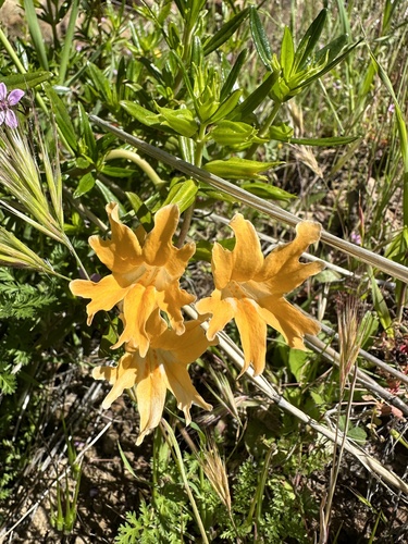 Chaparral bush monkeyflower (Diplacus linearis)