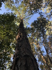 Pinus elliottii densa