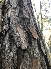 Pinus elliottii densa