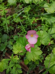 Begonia uniflora