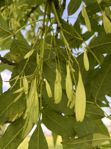 Fraxinus uhdei
