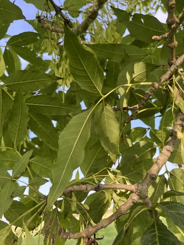 Fraxinus uhdei
