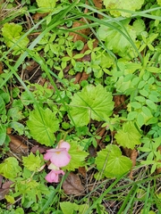 Begonia uniflora