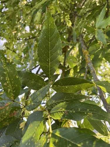 Fraxinus uhdei