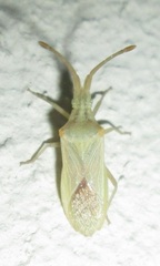Brotheolus viridis