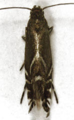 Glyphipterix simpliciella