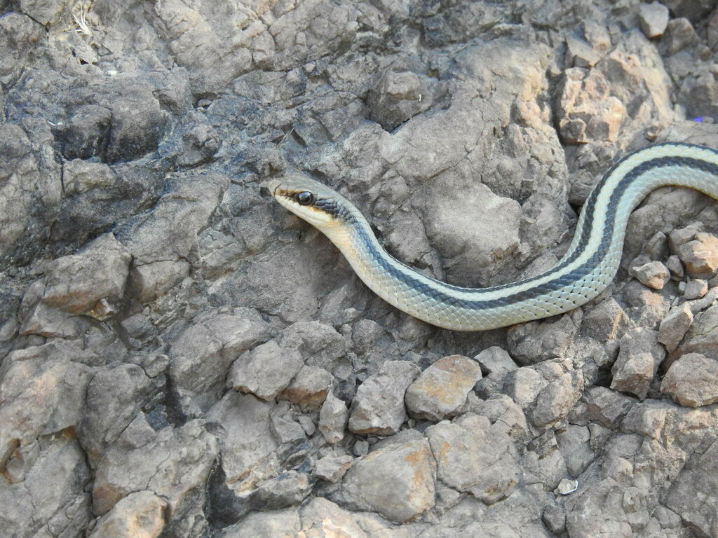 Eastern Patch-nosed Snake from Ramos Arizpe, Coah., México on October 4 ...