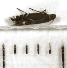 Glyphipterix simpliciella