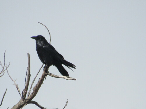 Common Raven photographed in Oregon