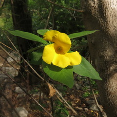 Tabernaemontana glabra