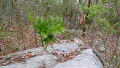 Philodendron warszewiczii