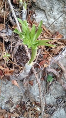 Philodendron warszewiczii