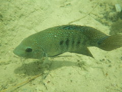 Herichthys minckleyi