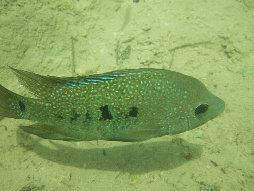 Cuatro Cienegas Cichlid
