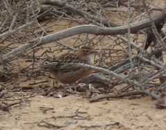 Chersomanes albofasciata