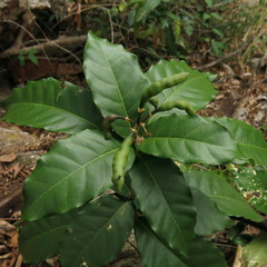Capparidastrum frondosum