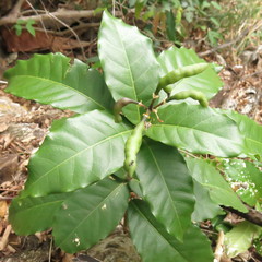 Capparidastrum frondosum