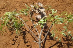 Burkea africana image