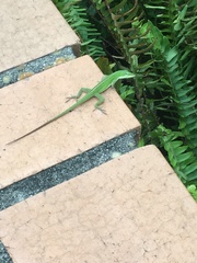 Anolis carolinensis