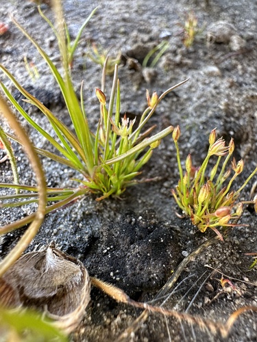 Image of Juncus luciensis by (c) Matt Berger, some rights reserved (CC BY)