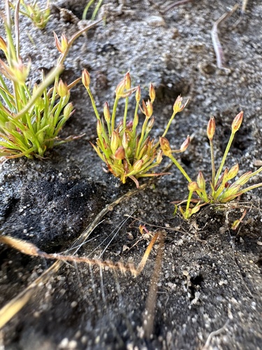 Image of Juncus luciensis by (c) Matt Berger, some rights reserved (CC BY)
