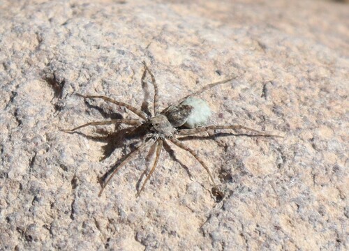 Pardosa sura