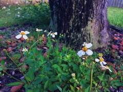 Bidens alba