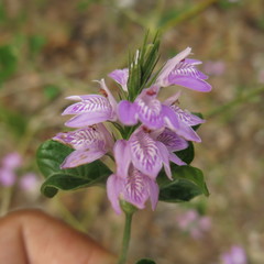 Justicia breviflora