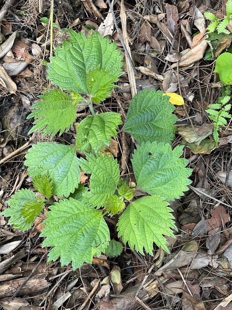 Boehmeria spicata