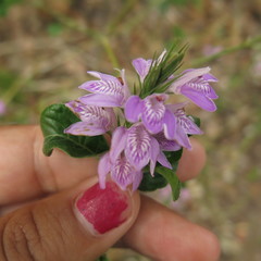 Justicia breviflora