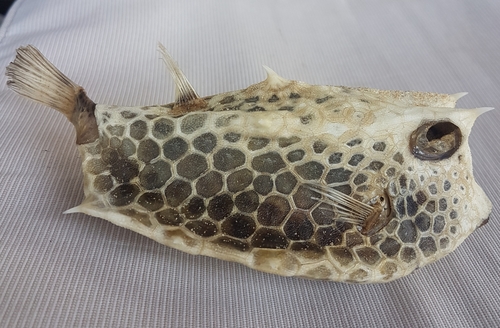 Lactoria diaphana