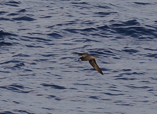 Collared Petrel (Pterodroma brevipes), photo 3