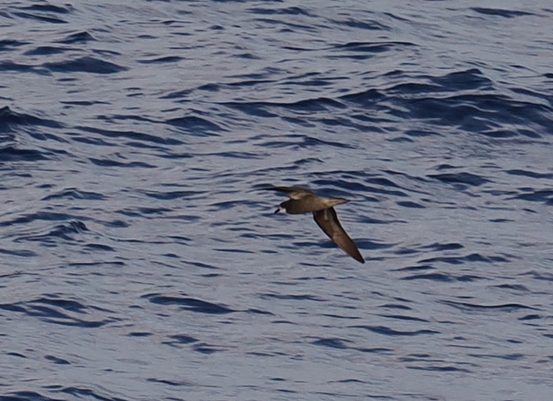 Collared Petrel (Pterodroma brevipes), photo 3