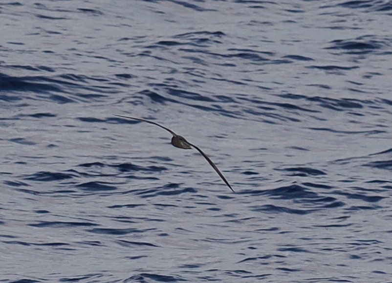 Collared Petrel (Pterodroma brevipes), photo 4