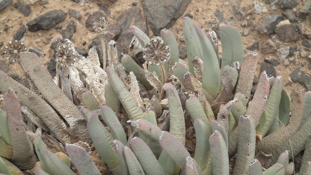 Cheiridopsis macrophylla L. Bolus 2