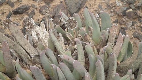 Cheiridopsis denticulata