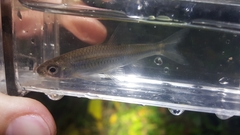 Notropis volucellus