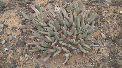 Cheiridopsis denticulata