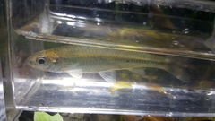 Notropis volucellus